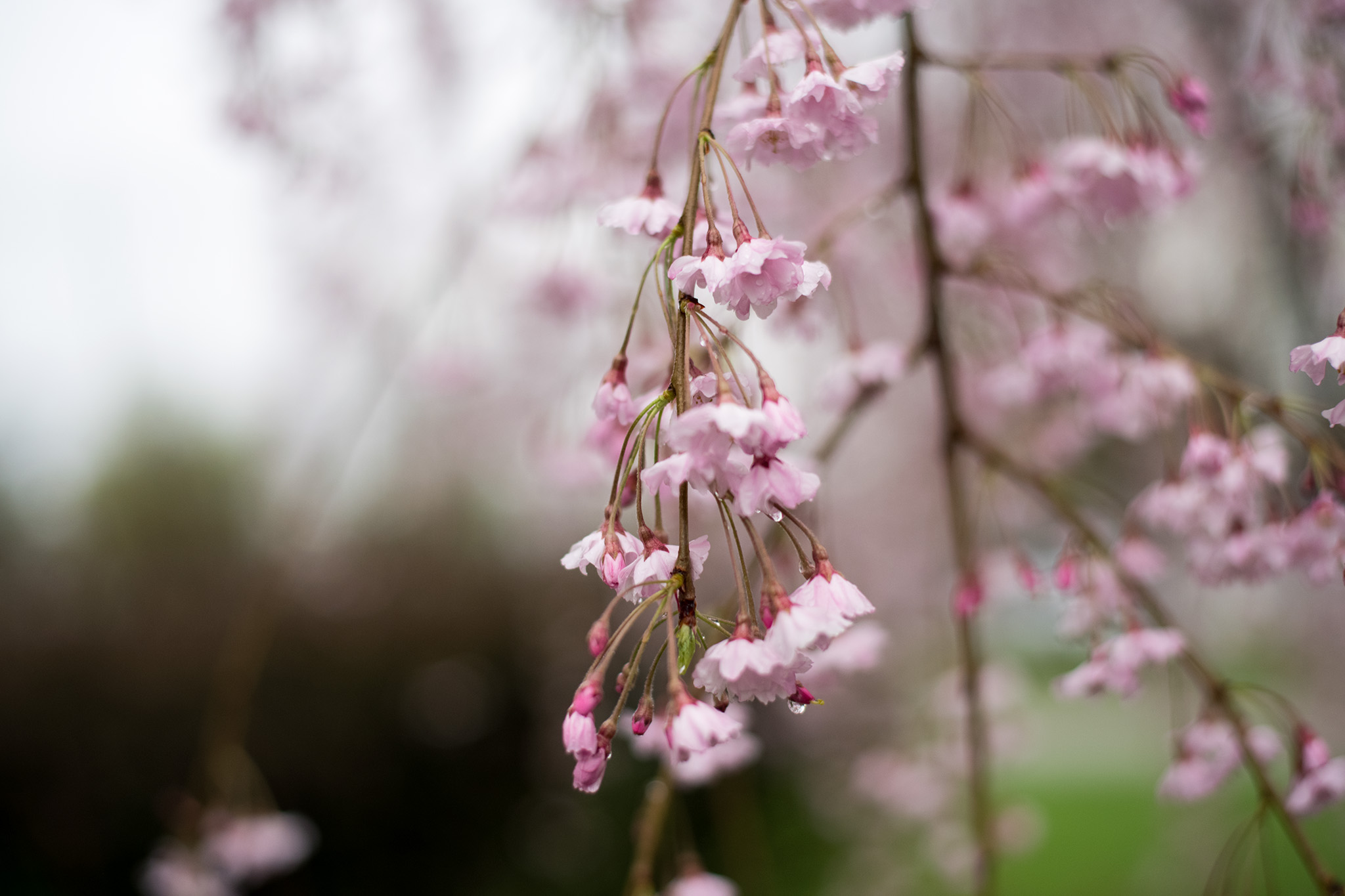 Rain on spring blossoms